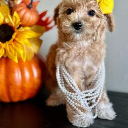 Judy - Parti female Poodle puppy in Kentucky from Deerly Poodles