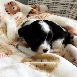 Girl 3 - Black female Havanese puppy in East Lansing, Michigan from VanCort's Happy Havanese