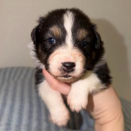 Brooks - Black tri-color male Australian Shepherd puppy in Anniston, Alabama from All Hale Aussies