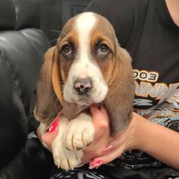 Benny - Black brown and white male Basset Hound puppy in Newton Grove, North Carolina from MGA Basset Hound