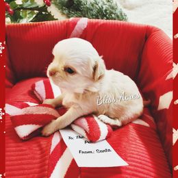 Lenox - Cream and white male Chihuahua puppy in Ponca City, Oklahoma from Bliss Acres Farm