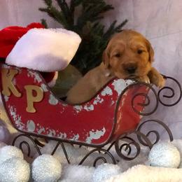 Golden Retriever Puppies from KP Golden Retrievers