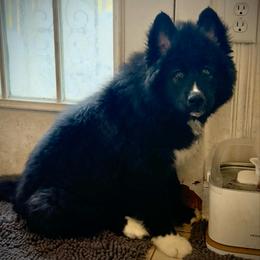 Vesuvius - Black male Siberian Husky puppy in Florence, Kentucky from Moonlight Howl Huskies
