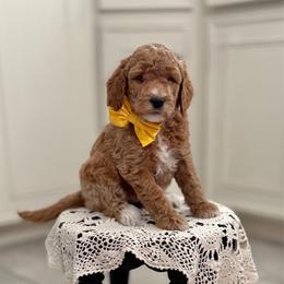 Applejack- Yellow - Apricot female Goldendoodle puppy in Bay City, Texas from Charming Doods Goldendoodles