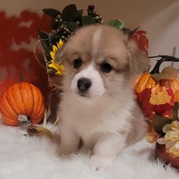 Tippy - Red male Pembroke Welsh Corgi puppy in Sparta, Tennessee from Poso Creek Corgis