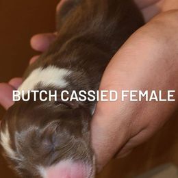 Australian Shepherd Puppies from Wilder than the west Standard Australian shepherds