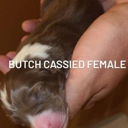 Australian Shepherd Puppies from Wilder than the west Standard Australian shepherds