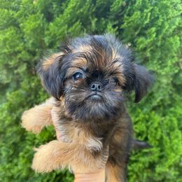 Boy 1 - Red male Brussels Griffon puppy in Brooks, Georgia from Brooks Berner Bears & Brussels Griffons
