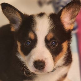Obi One - Black and tan Pembroke Welsh Corgi puppy in Wichita, Kansas from Low Rider Ranch