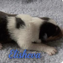 Elisheva - Black white and tan male Collie puppy in Malvern, Arkansas from Lost Acres Collies