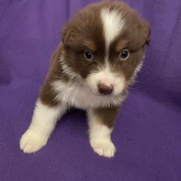 Chad - Red tri-color male Australian Shepherd puppy in Hammond, Louisiana from Gold Ring Australian Shepherds