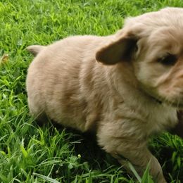 Golden Retriever Puppies from City Goldens