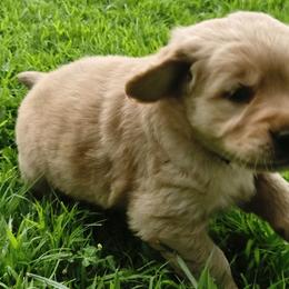 Golden Retriever Puppies from City Goldens