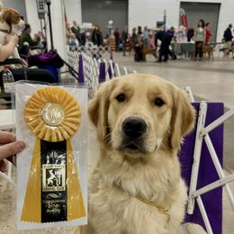 Golden Retriever Puppies from Goldens