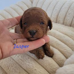Jasper - Red  male Poodle puppy in Montrose, Pennsylvania from Tales Of Joy