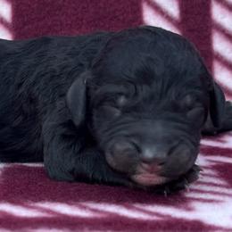 Akc Espresso - Phantom male Poodle puppy in Overbrook, Kansas from Hidden Springs Poodles LLC