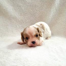 Baxter - Blenheim male Cavalier King Charles Spaniel puppy in Pennsylvania from Julie's Cavalier King Charles Spaniels