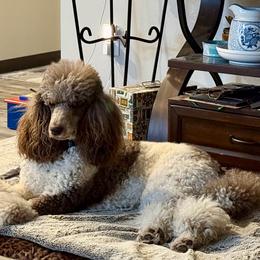 Mimosa - Poodle