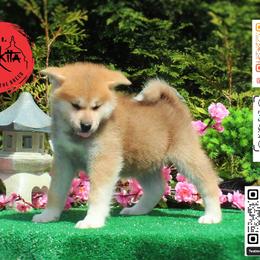 Girl 1 - Red female Japanese Akitainu puppy in Maryland from Capital Akita