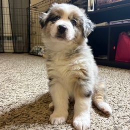 Casper - Blue merle male Australian Shepherd puppy in Charlotte, North Carolina from Good Karma Aussies