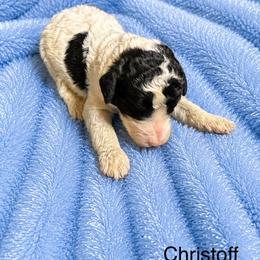 Christoff - Parti male Poodle puppy in Washington, Pennsylvania from Patriotic Poodles