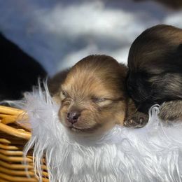 Pomeranians from Little Lovers Kennels, LLC