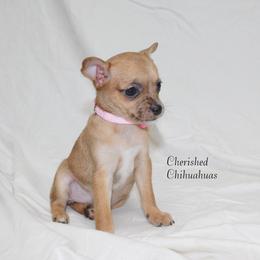 Coral - Merle female Chihuahua puppy in Willamina, Oregon from Cherished Chihuahuas