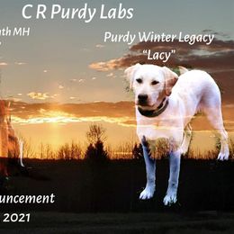 Labrador Retriever Puppies from C R Purdy Labs