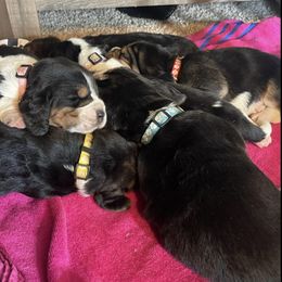 Basset Hounds from Ashley's Basset Hounds