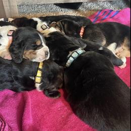 Basset Hounds from Ashley's Basset Hounds