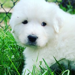 Great Pyrenees from Blackmore Farm