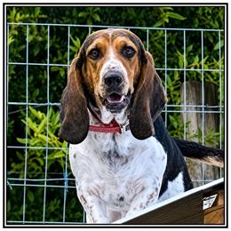 Pearl - Basset Hound