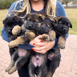 German Shepherd Puppies from FuryHaus German Shepherds