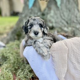 Sully - Lime Green Collar - Sheepadoodle puppy in Pataskala And Thornville, Ohio from Four Front Doodles LLC.