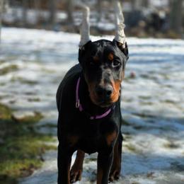 Matilda - Black and rust female Doberman Pinscher puppy in Bruce Township, Michigan from Eminent Dobermans