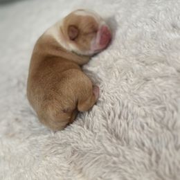 Marshmallow - Black and white Boston Terrier puppy in Madera Acres, California from Muggin Bostons Terriers and Mini Dachshund