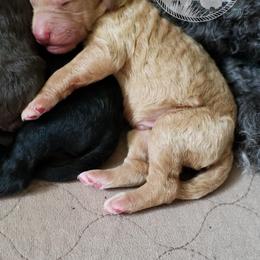 Poodle Puppies from Shallow Bay Standard Poodles