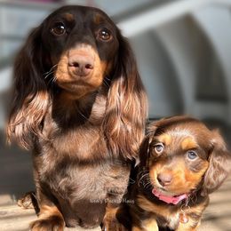 Dachshunds from Bea’s Dackel Haüs