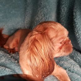 Red - Shih Tzu