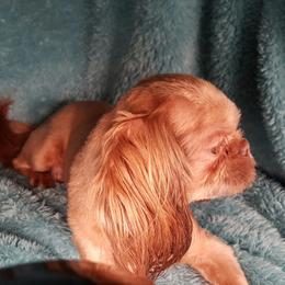 Red - Shih Tzu