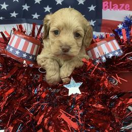Blaze Monoukian - Buff female Cockapoo puppy in Connersville, Indiana from MoonShine Babies