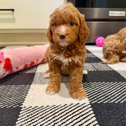 Biscuit - Red female Cavapoo puppy in Beresford, South Dakota from DAKOTA DOOD RANCH