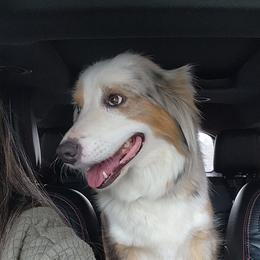 Cassie - Blue merle female Miniature Australian Shepherd puppy in Macomb, Missouri from Faunus Farms and Aussies