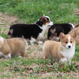 Cardigan Welsh Corgi and Pembroke Welsh Corgi Puppies from QueenE Corgi Farm