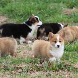 Cardigan Welsh Corgi and Pembroke Welsh Corgi Puppies from QueenE Corgi Farm
