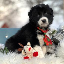 Rune - Black and white male Border Collie puppy in Conway, Missouri from 2J 2K Border Collies | Maremma Sheepdogs