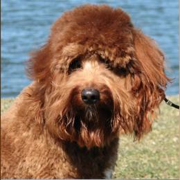 Goldendoodle adult dog