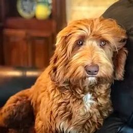 Manor Lake Pappy Van Winkle - Australian Labradoodle