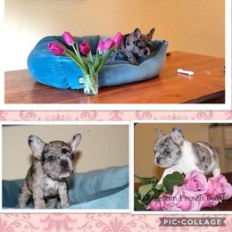 Magnum French Bulldogs breeder of Boston Terrier, French Bulldog