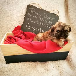 Shichon and Aussiedoodle Puppies from PTK Ranch